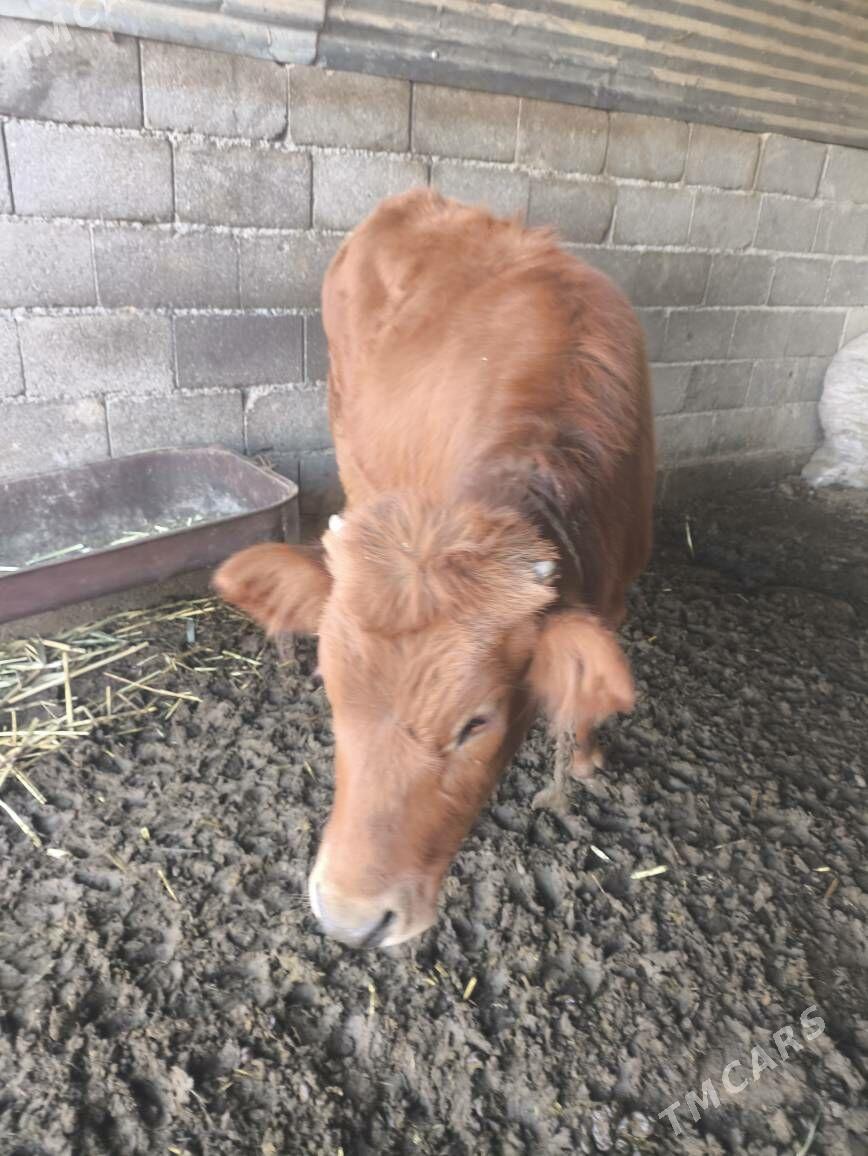 tohum tüwe - Ак-Бугдайский этрап - img 1