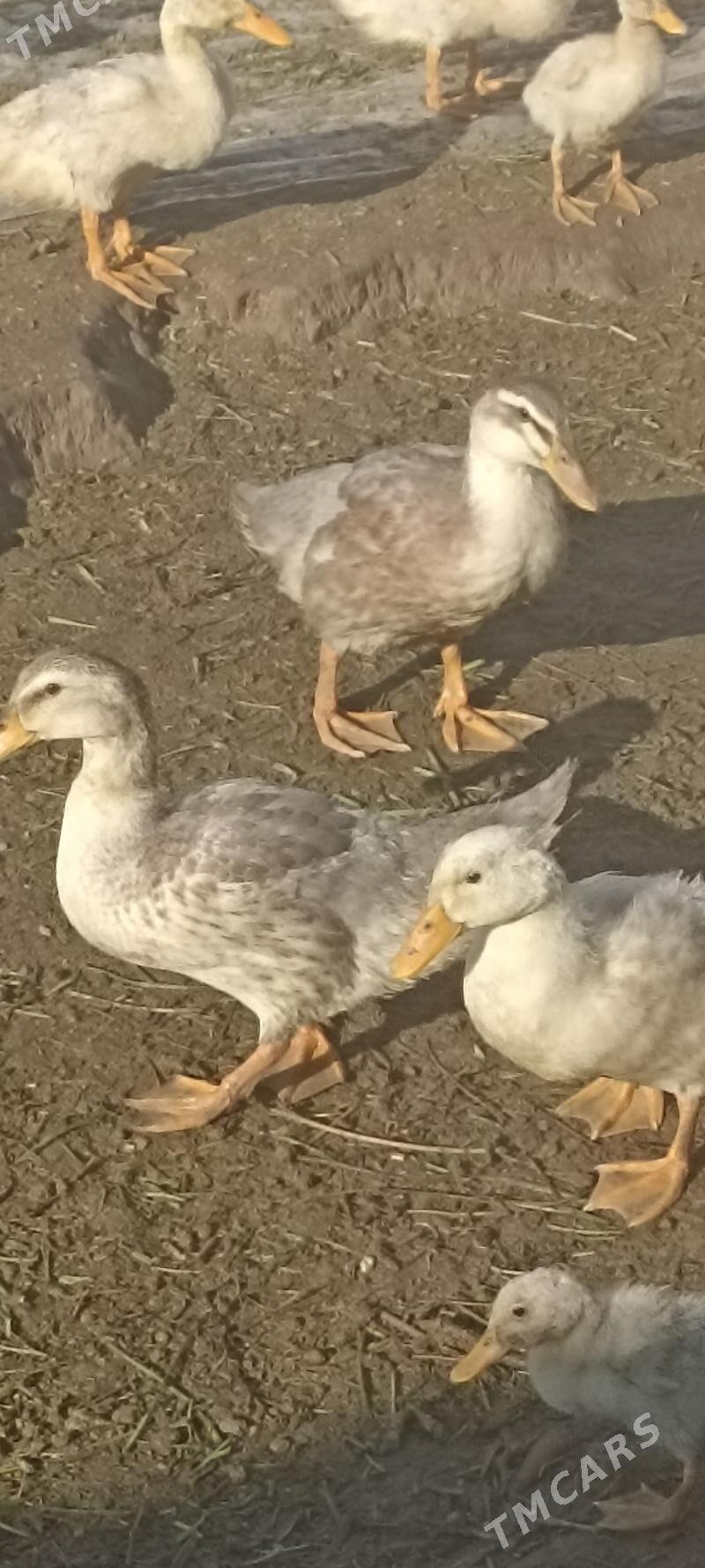 gaz - Ашхабад - img 1