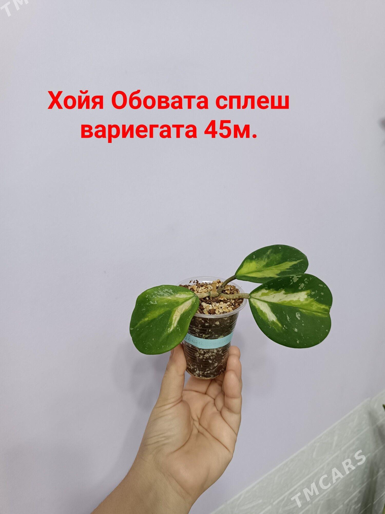 ХОЙЯ РАЗНЫЕ СОРТА - Ашхабад - img 1