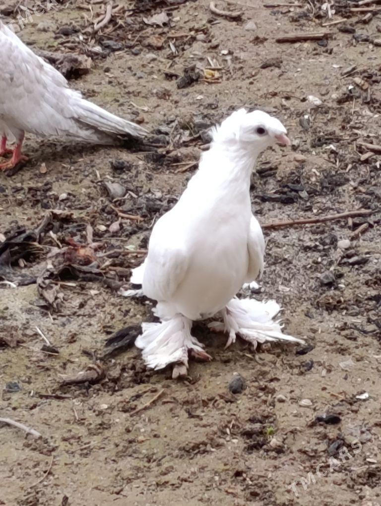 kepdery - 11 mkr - img 1