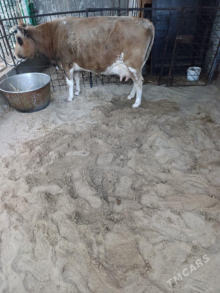 Sygyr - Балканабат - img 1