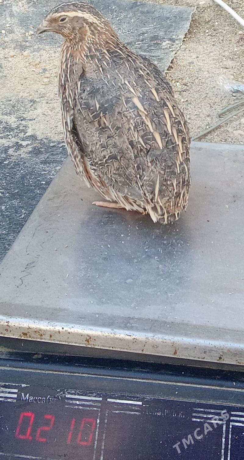 Bedene - Bedew - img 1