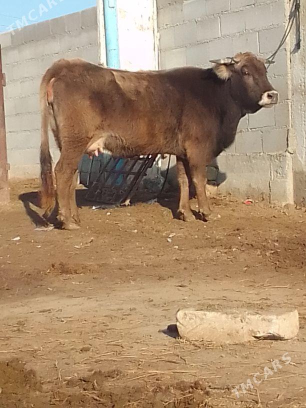 şiwes goleli sygyr - Bäherden - img 1