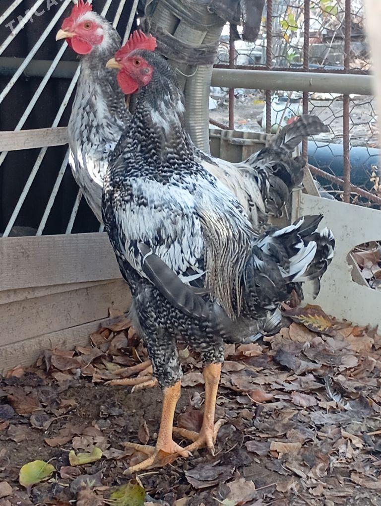 armiýan horaz - Balkanabat - img 1