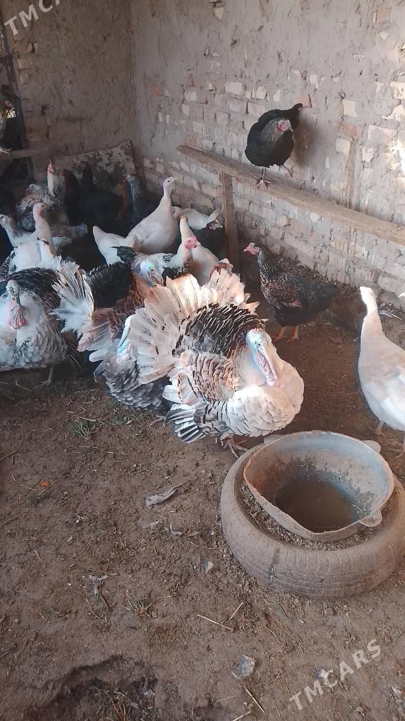 Indul erkek - Türkmenabat - img 1