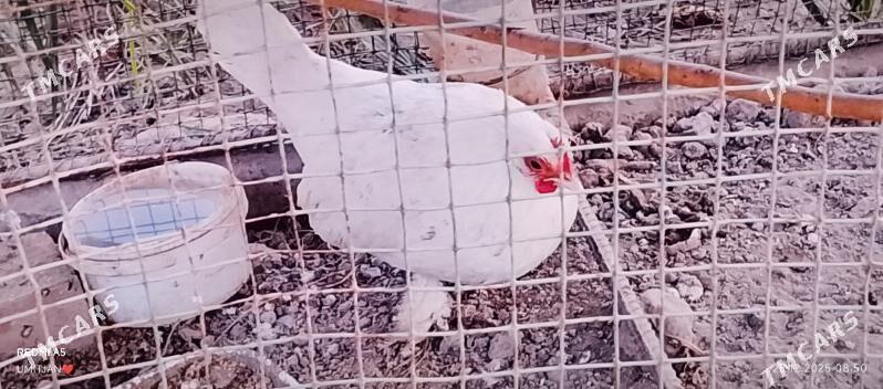 karlık horaz.yamonkic - Çärjew - img 1