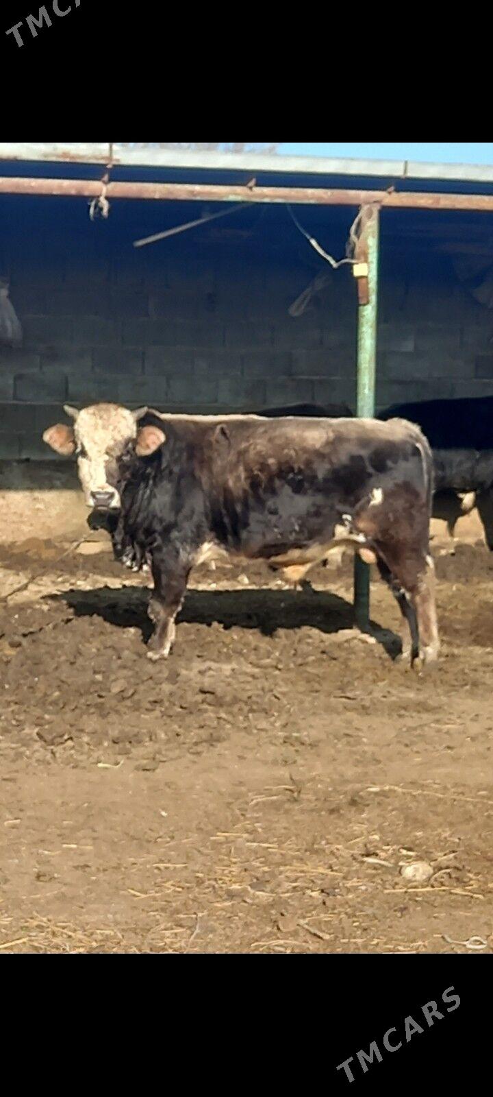 2 yaş öküz - Бахарден - img 1