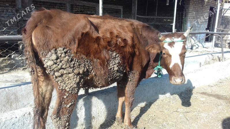 ýetik Bogaz sygyr - Çärjew - img 1