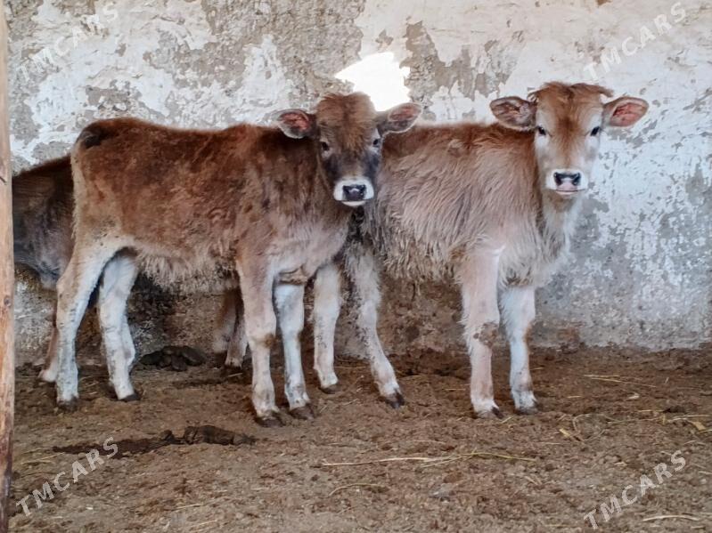 okuz - Büzmeýin - img 1