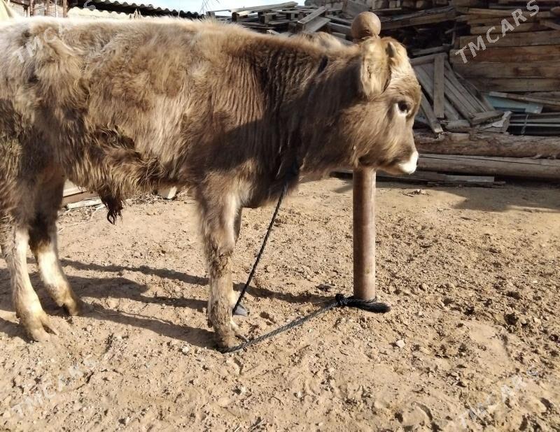 ŞWES OKÜZ YERLI MAL - Ашхабад - img 1