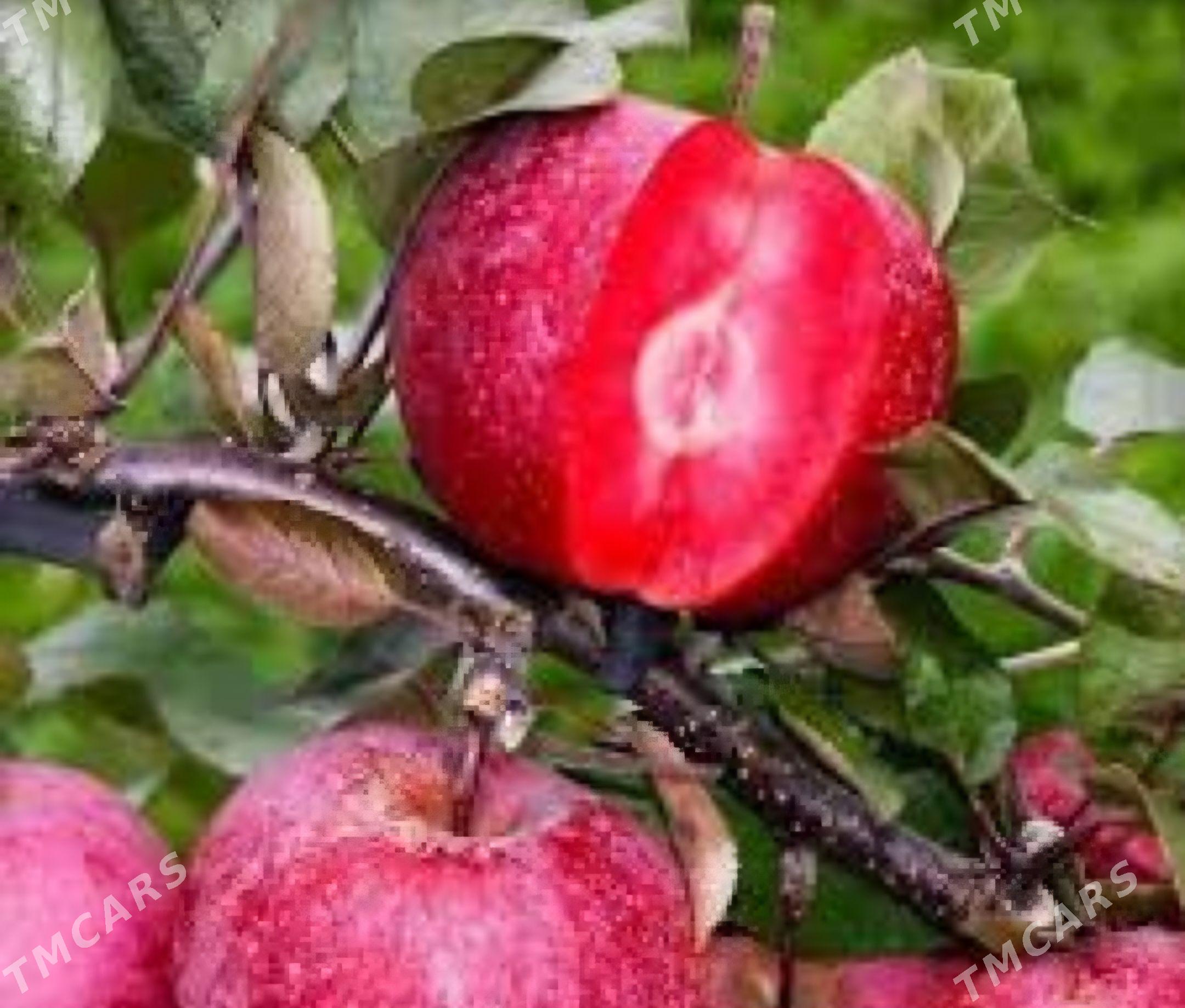 САЖЕНЦЫ SAPLING TURK NAHAL - Анев - img 1