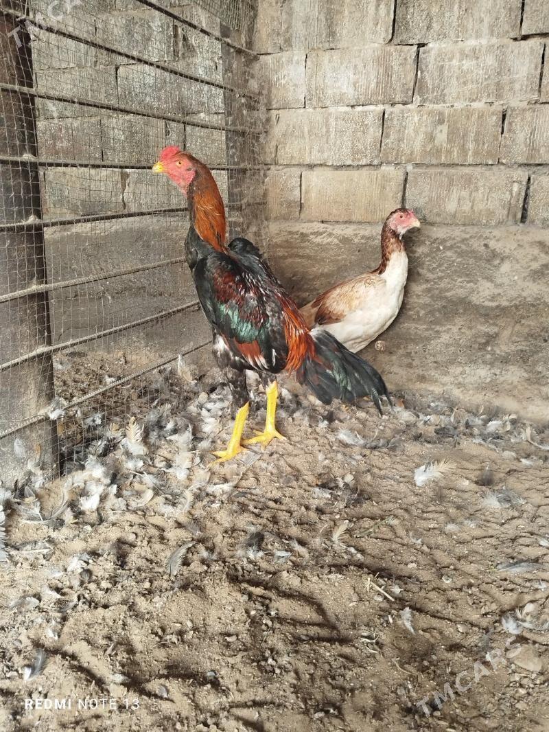 taşkent - Гарадамак Шор - img 1