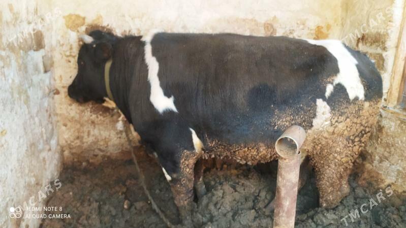 okuz - Чоганлы - img 1