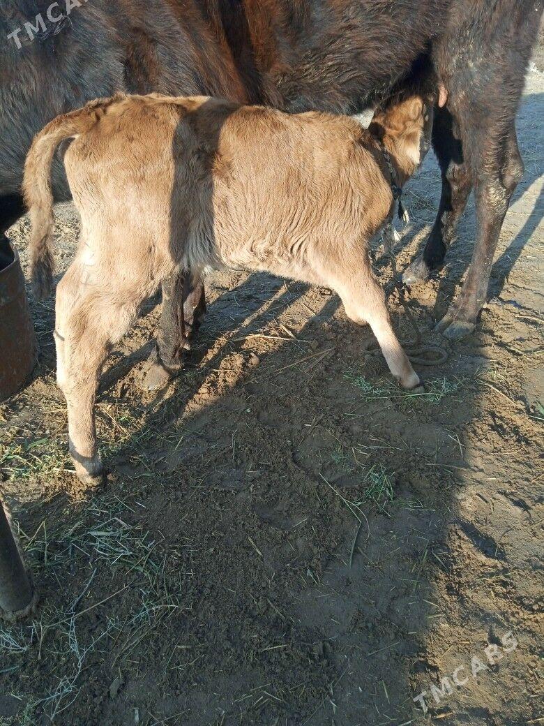 göleli sygyr - Bedew - img 1