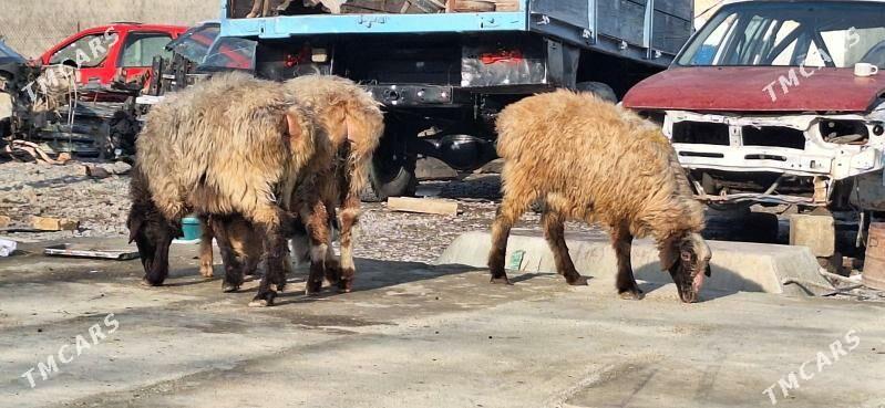 Tokly Geçi - Гёкдепе - img 1