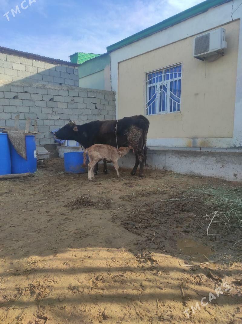 göleli sygyr - Çoganly - img 1