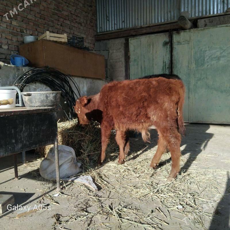 öküz tüwe - Бахарден - img 1