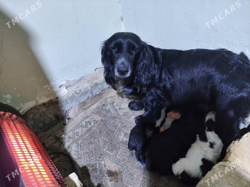 Spaniel - Aşgabat - img 1
