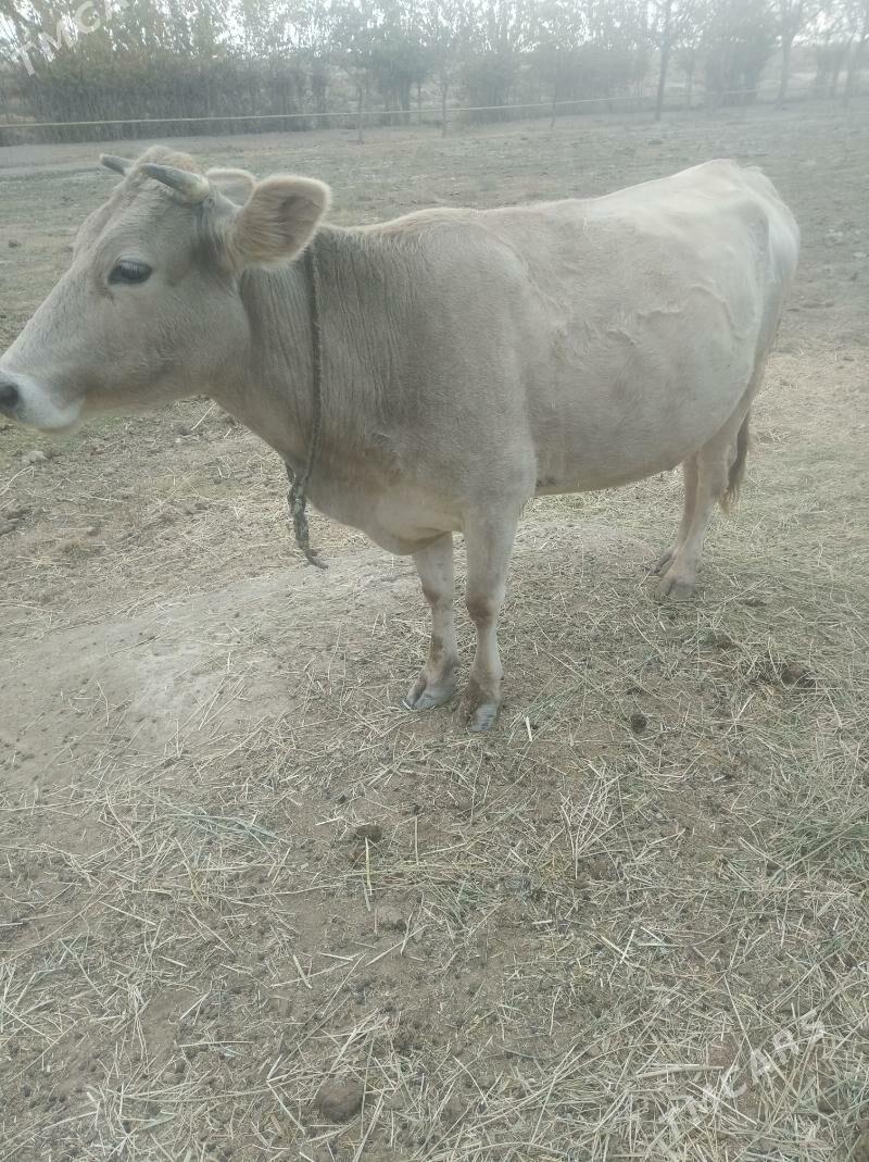 sygyr - Ак-Бугдайский этрап - img 1