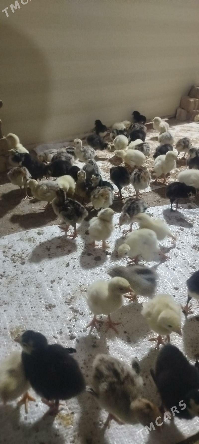 Induk jüje - Бабадайхан - img 1