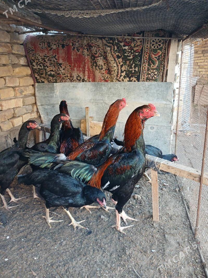 horazlar - Türkmenabat - img 1