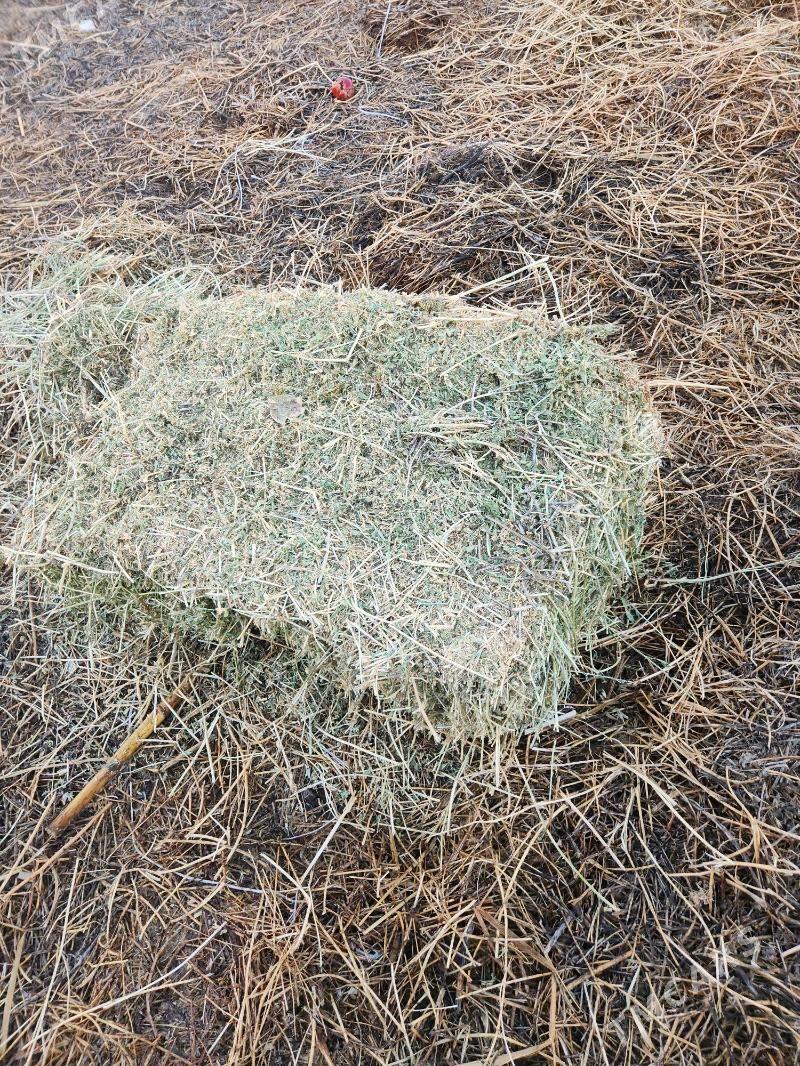 yarunja bede - Büzmeýin - img 1