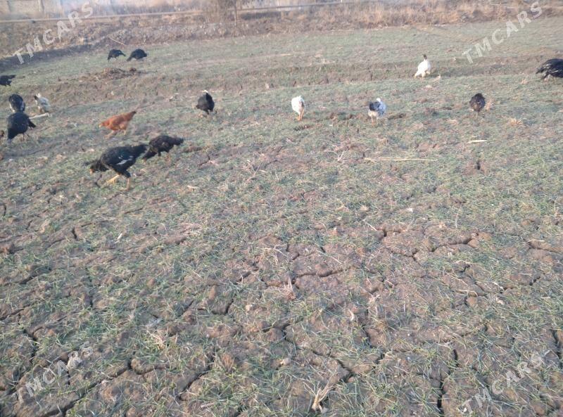 towk juyje - Gubadag - img 1