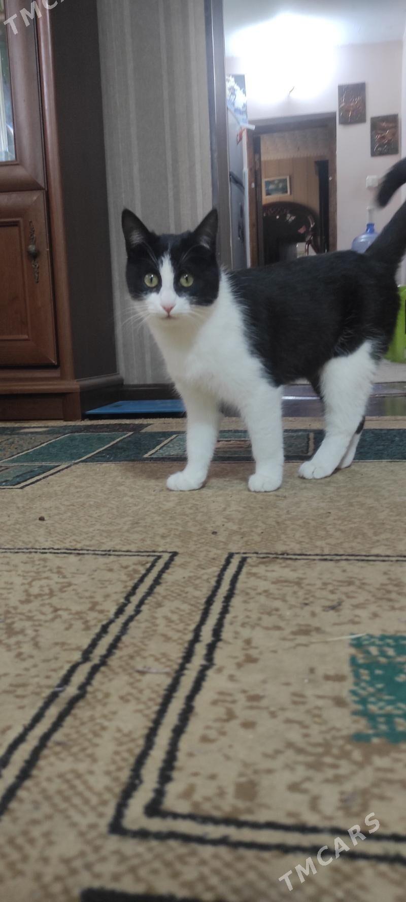 Кошка девочка - Ашхабад - img 1