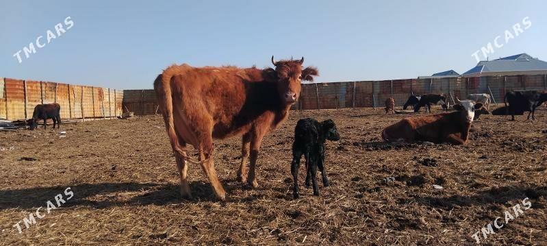 goleli sygyr - Векильбазар - img 1