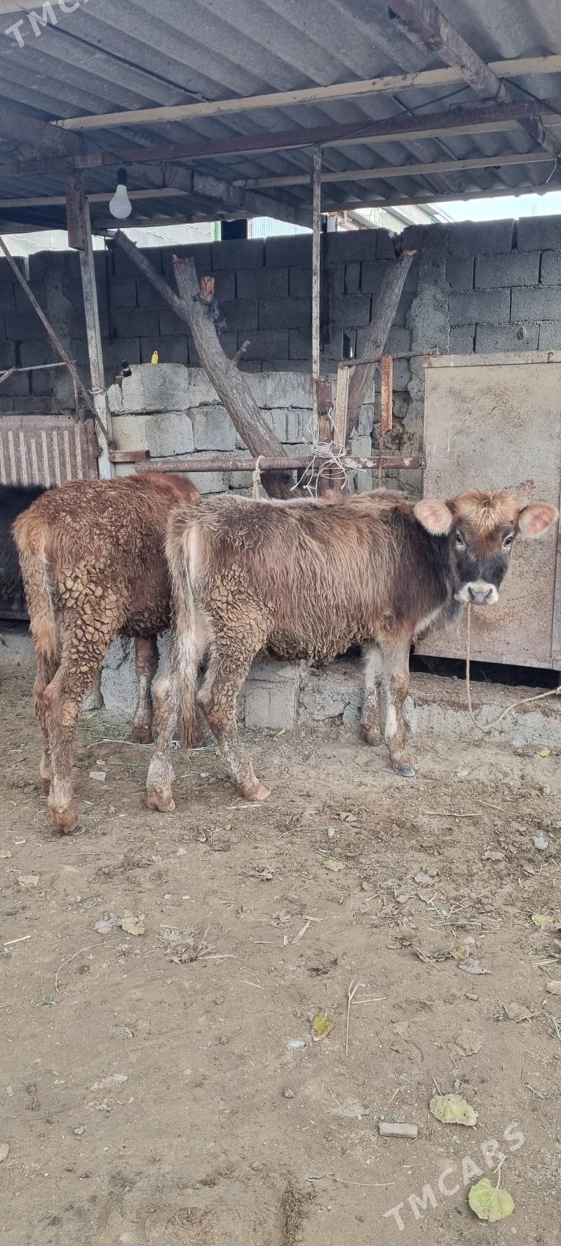 göle tüwe - Änew - img 1