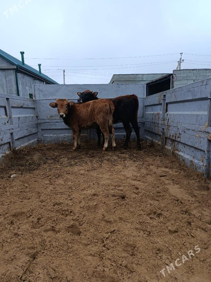 tuwe we okuz - Büzmeýin - img 1