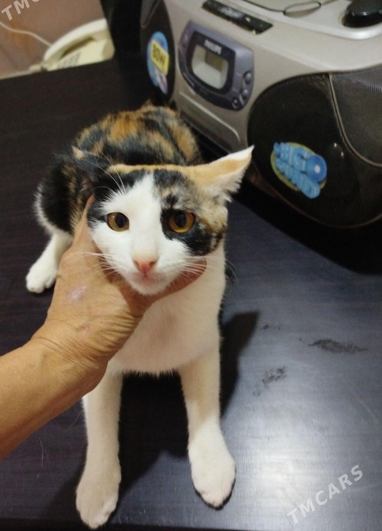 В добрые руки - Aşgabat - img 1