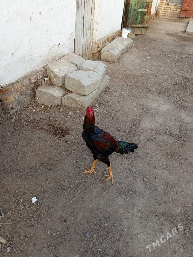 baysowy horaz - Туркменабат - img 1