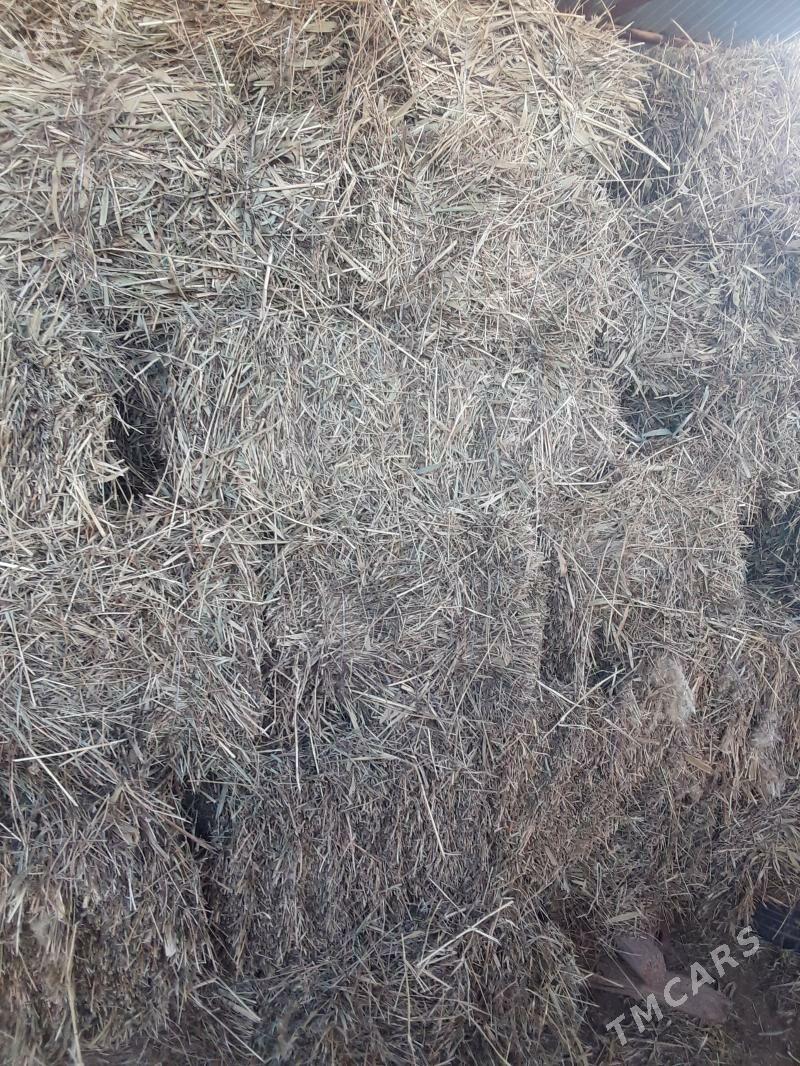 yorunja bede - Tejen - img 1