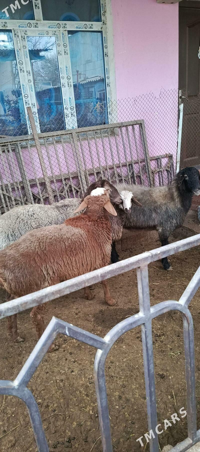 Goyun - Hitrowka - img 1