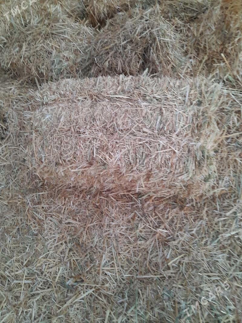 Saman - Ak bugdaý etraby - img 1