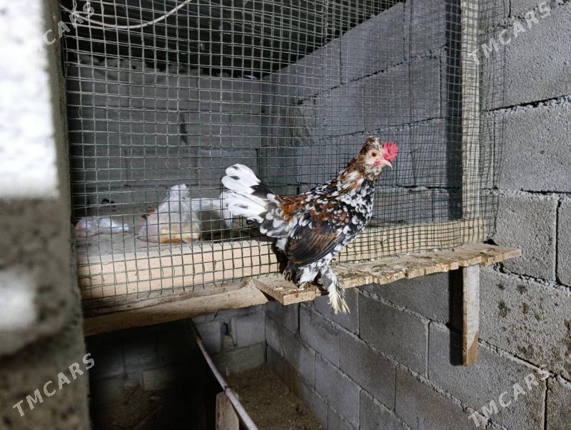 karlik - Гёкдже - img 1