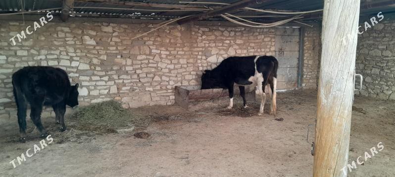 okuz gole - Этрек - img 1