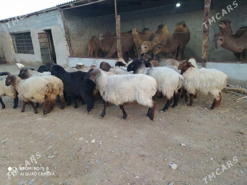 токлы - Gyzylarbat - img 1