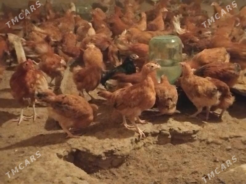 towuk jüje - Mary - img 1