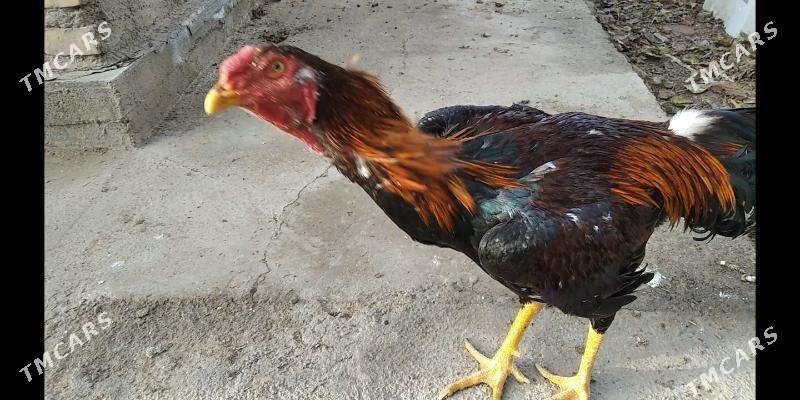 taşkent - Tejen - img 1