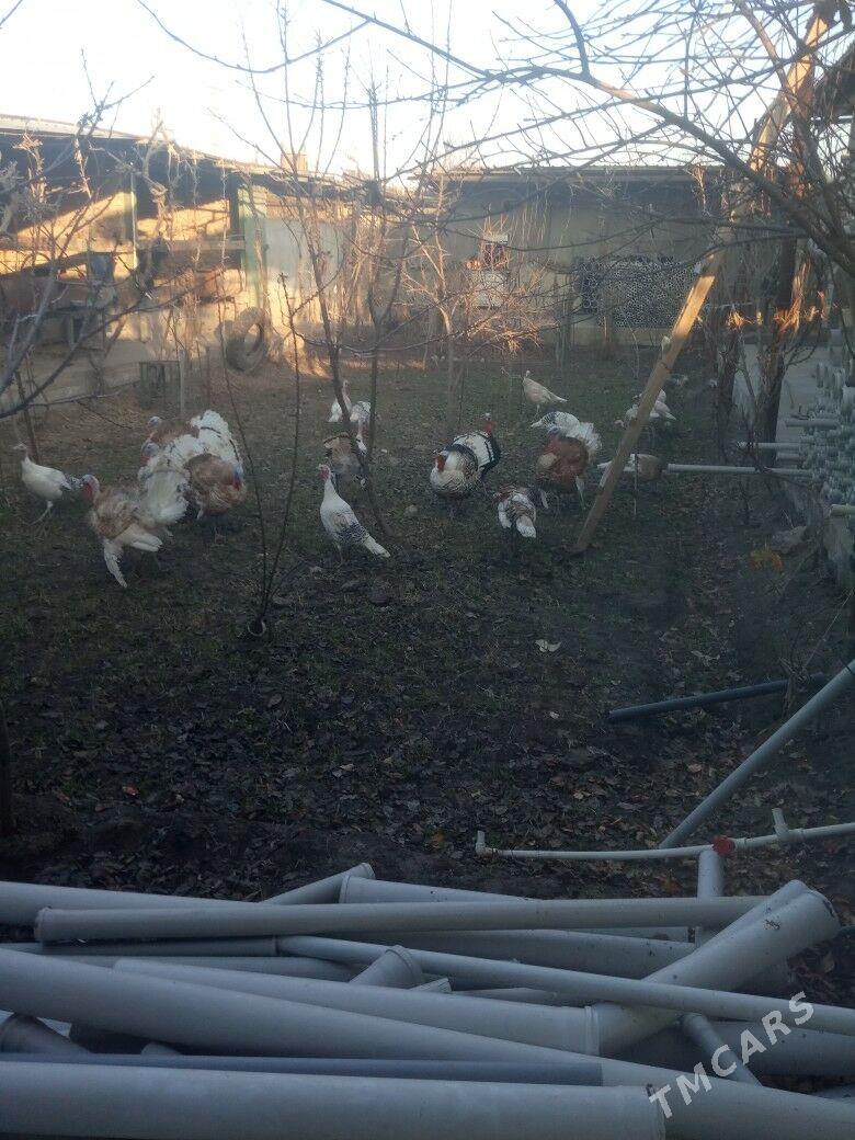 Индюк - Türkmenabat - img 1