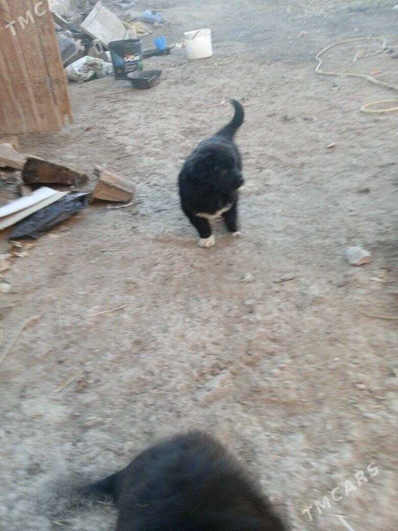 Gůjik - Gubadag - img 1