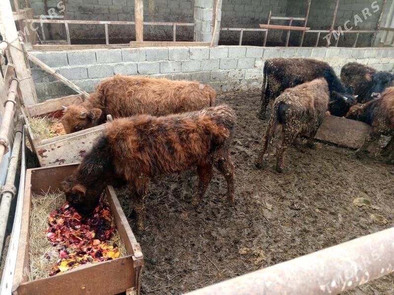 öküz 7sany - Гёкдепе - img 1