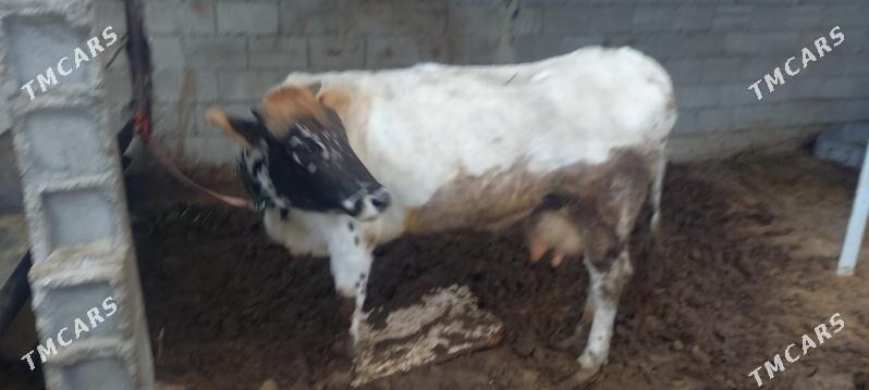 Sygyr - Чоганлы - img 1