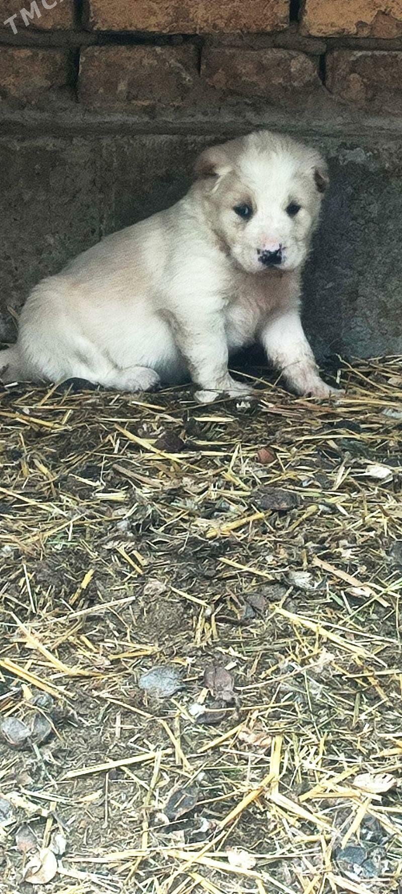 arasa alabaý - Farap - img 1