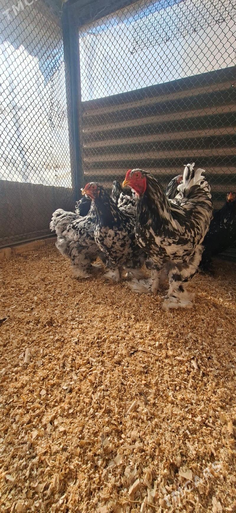 Брама Мраморный Арасса тохум - Туркменабат - img 1