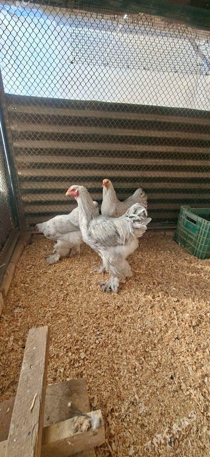 Брама Лаванда Арасса тохум - Туркменабат - img 1