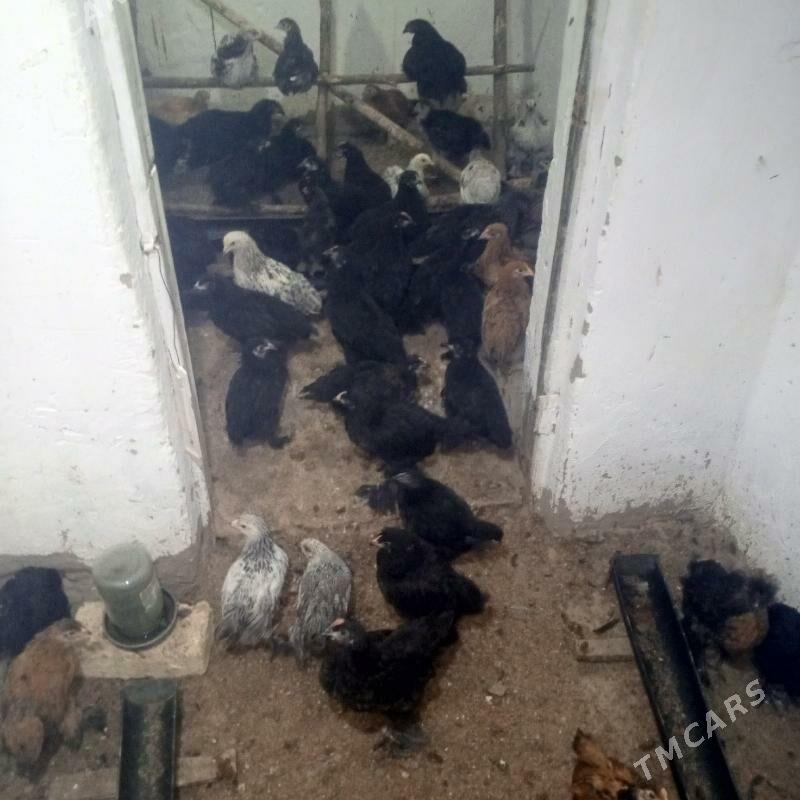 towuk jüje balakly - Мары - img 1