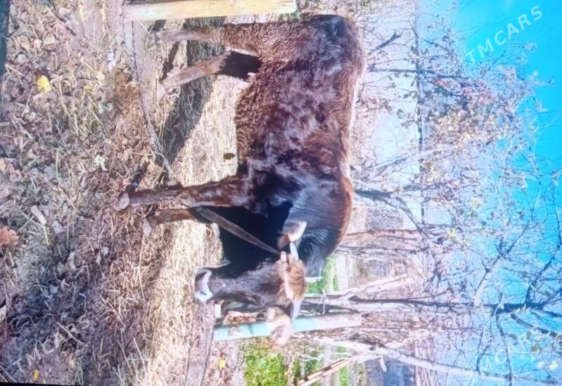 sygyr - Кипджак - img 1